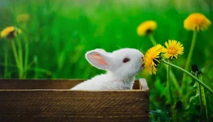 igame在线玩-利雅得新月中场核心发挥出色，利雅得新月足球俱乐部